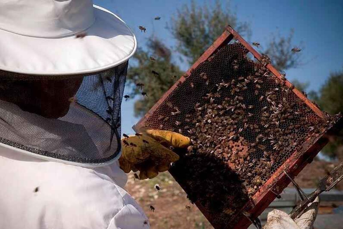 Convocadas las ayudas 2019 destinadas a la mejora de la producción y comercialización de los productos apícolas