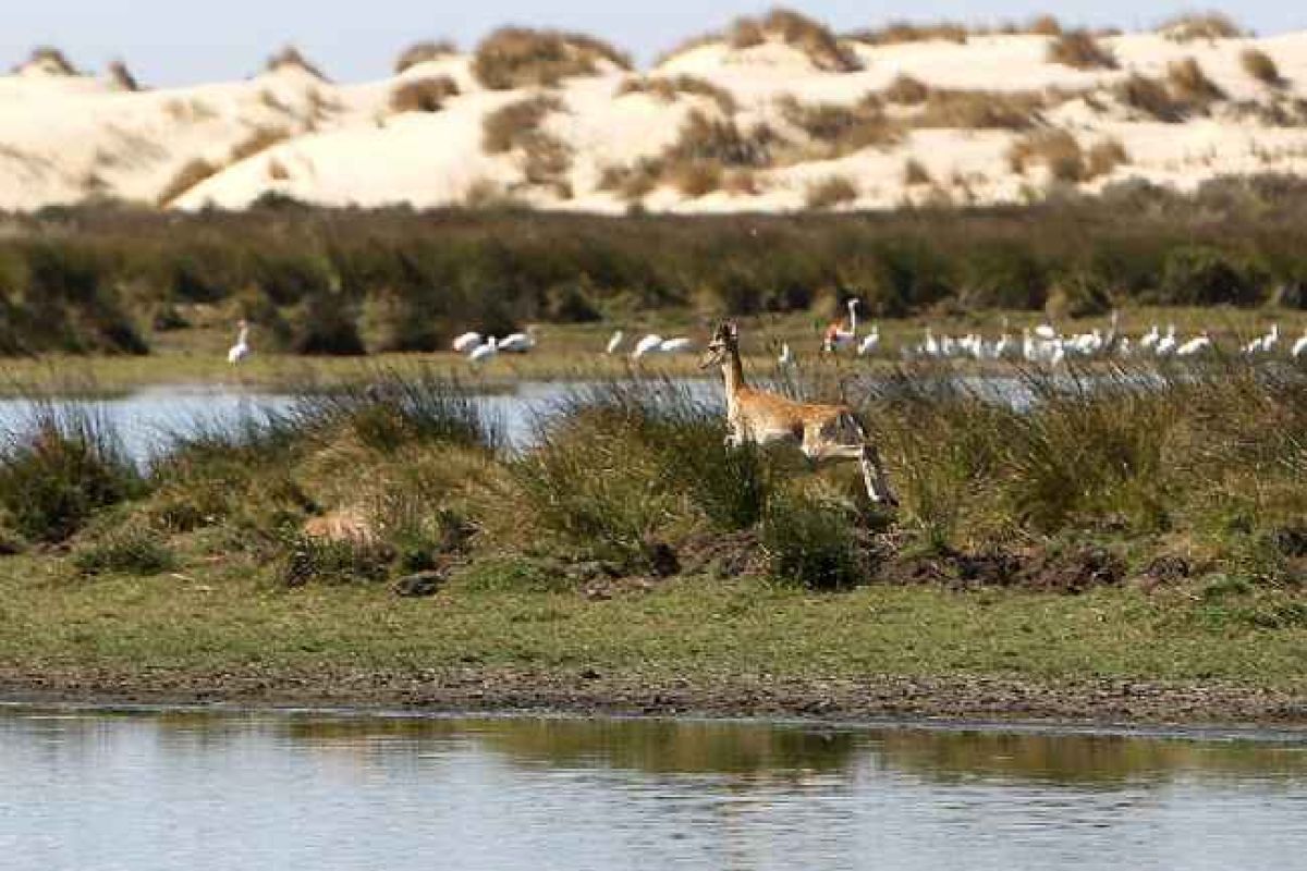 Apuesta por compatibilizar naturaleza y turismo en Doñana de la mano de los Grupos de Desarrollo Rural