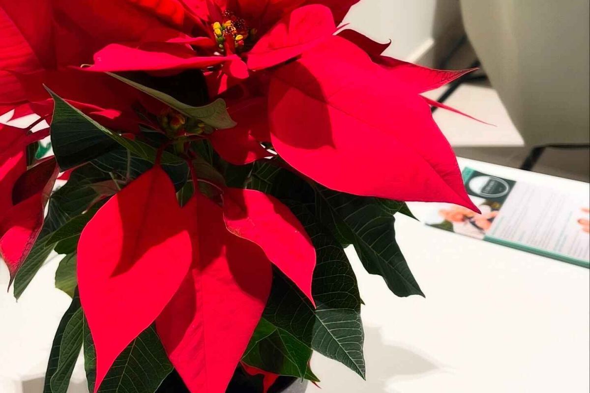 LEADER ilumina la Navidad de la unidad de estancia diurna  El Mirador de Úbeda