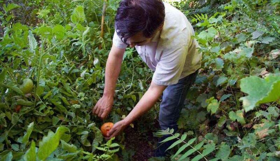La ‘Huerta de Europa’ logró un récord histórico de producción de verduras en 2021