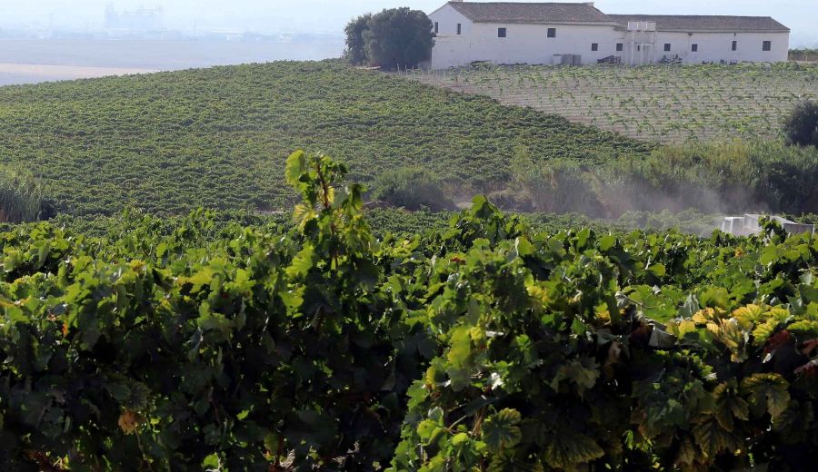 ‘Pagos del Sherry’, o cómo convertir la campiña jerezana en la nueva Toscana