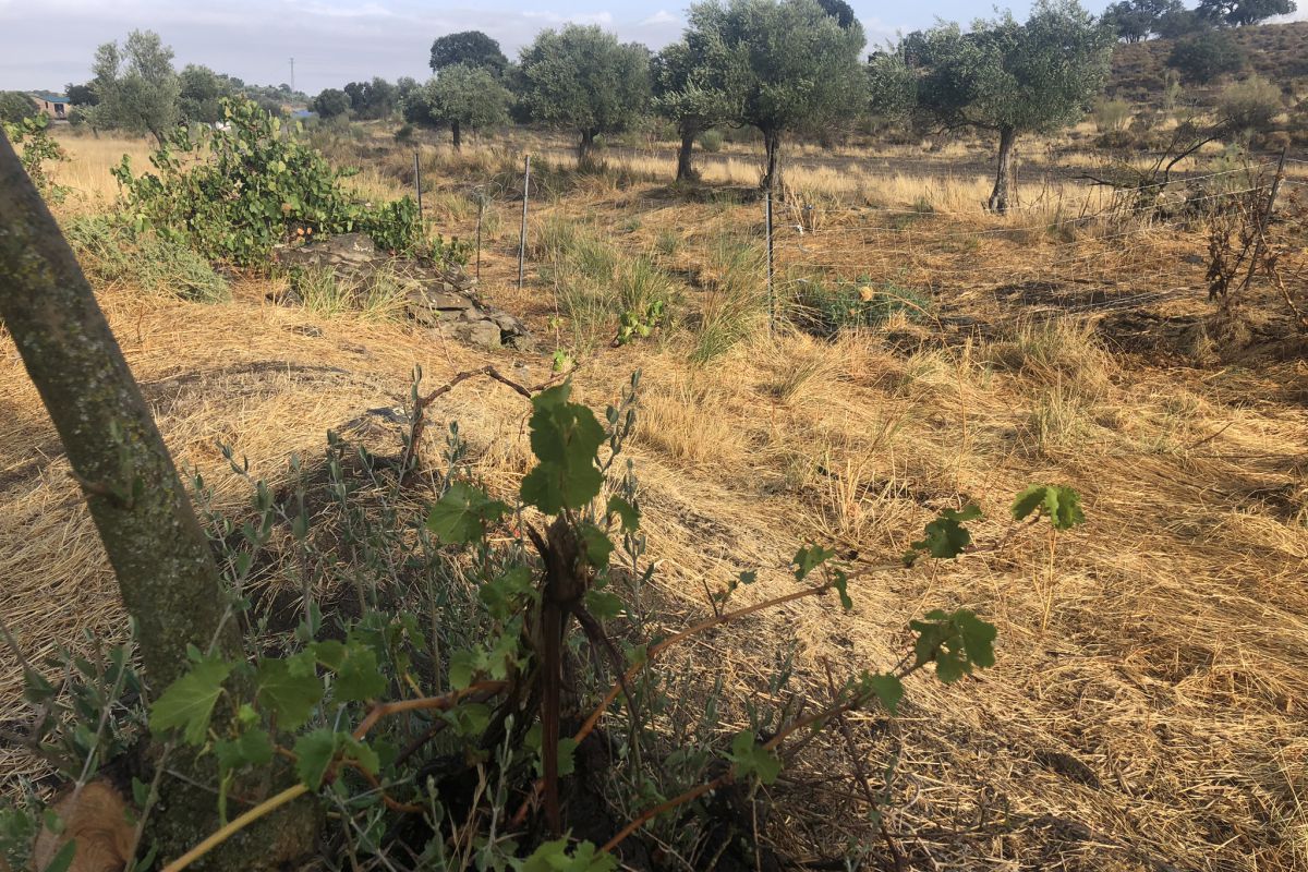 El GDR Los Pedroches publica un estudio sobre las posibilidades de recuperación del viñedo en esta comarca