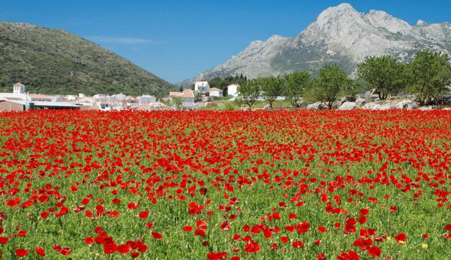 La Diputación de Málaga convoca un concurso de ideas para evitar la despoblación en el medio rural