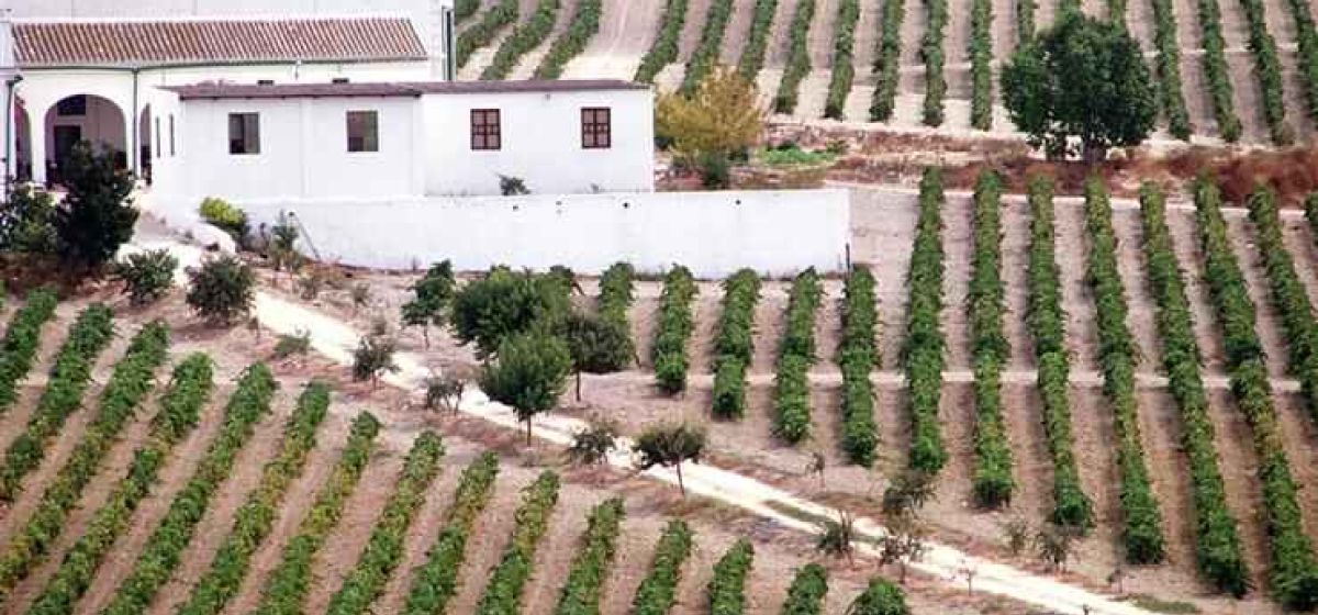 campi%C3%B1a jerez 7675c210