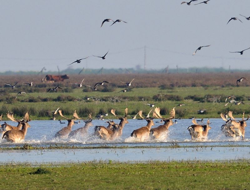 Netzero_Doñana edita un folleto divulgativo para empresas y ayuntamientos del área de influencia de Doñana
