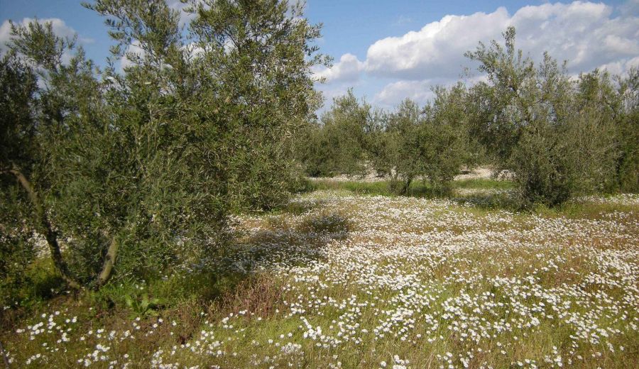 El GDR Guadajoz organiza un taller del Grupo Operativo  Cuvren “Cubiertas vegetales de especies nativas en el olivar”