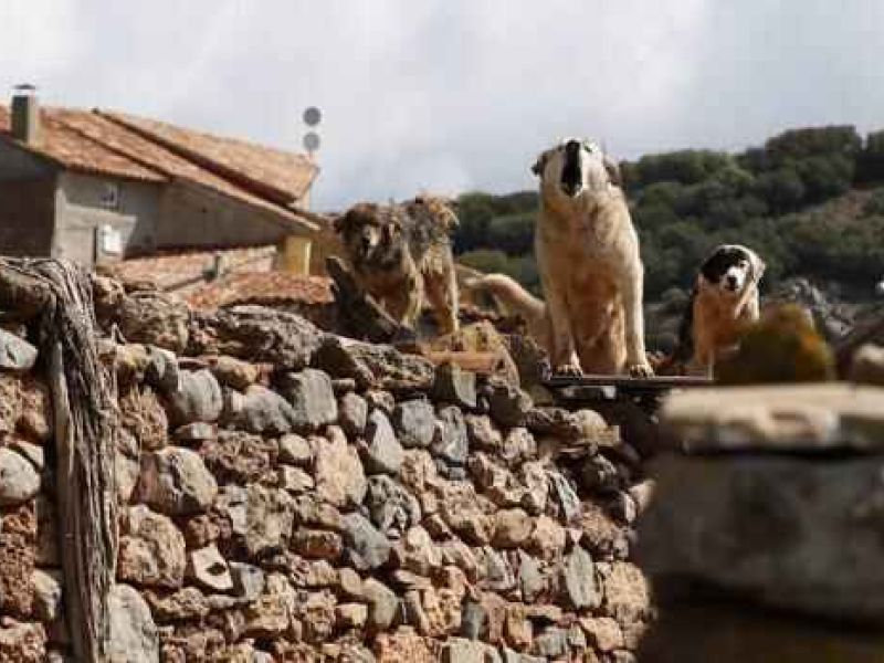 Siete razones para un mundo rural justo y sostenible
