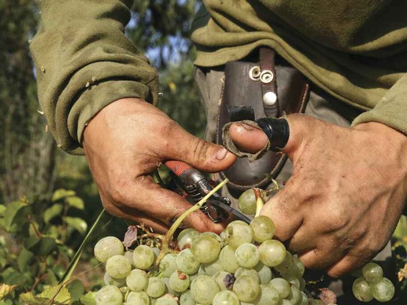 La agricultura, entre los sectores mejor valorados tras la COVID-19