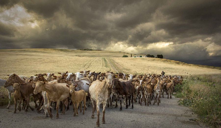 Una foto sobre trashumancia en Los Pedroches, ganadora del concurso ‘Medio Rural en Andalucía’