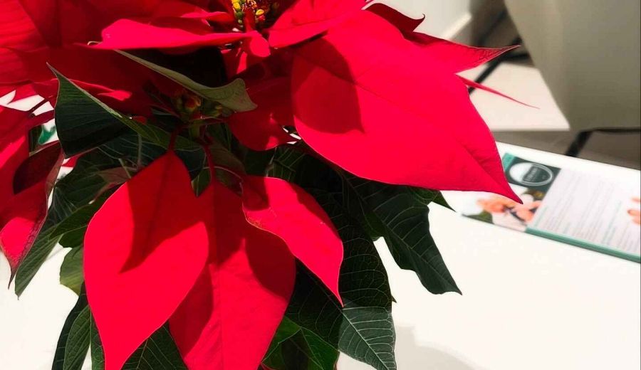 LEADER ilumina la Navidad de la unidad de estancia diurna  El Mirador de Úbeda