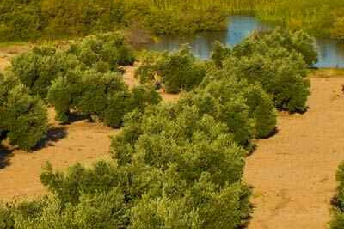 Estas son las normas transitorias que regirán en el campo europeo hasta la nueva PAC