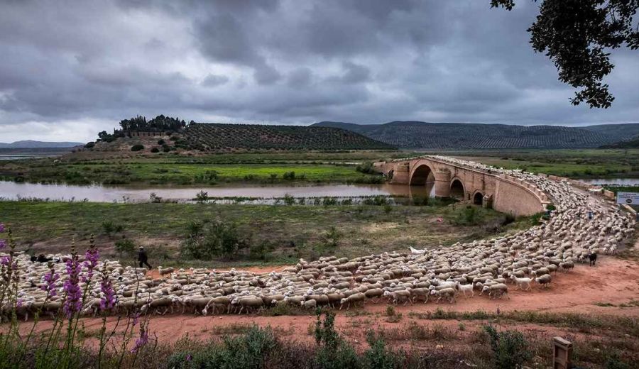 La trashumancia ya es Patrimonio Inmaterial de la Humanidad de la UNESCO