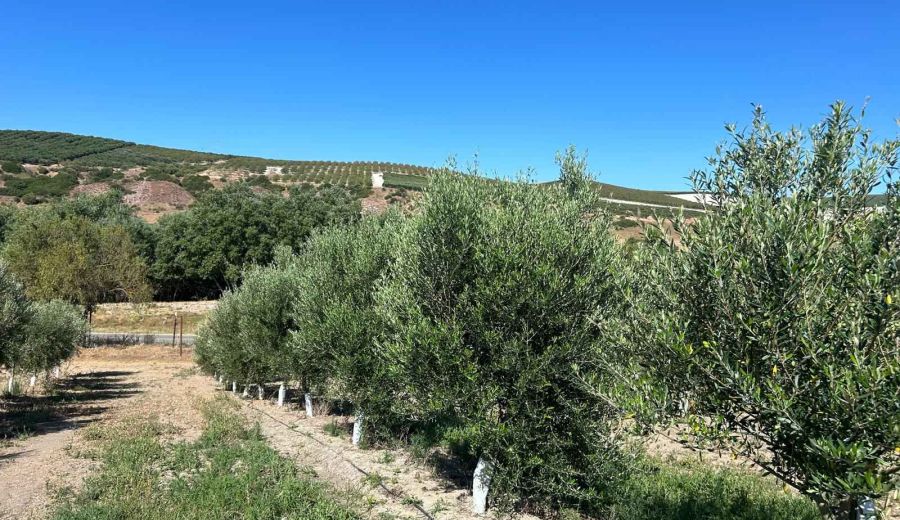 ‘Legado Andaluz’, el exitoso y premiado proyecto oleícola de Torrecera