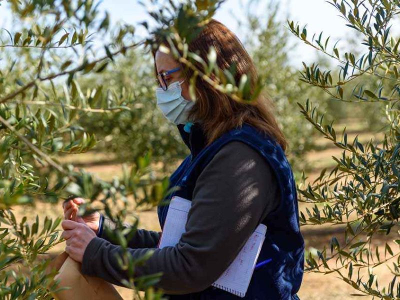 El Gobierno modifica las bases reguladoras para la concesión de ayudas a proyectos innovadores de productividad y sostenibilidad agrícola