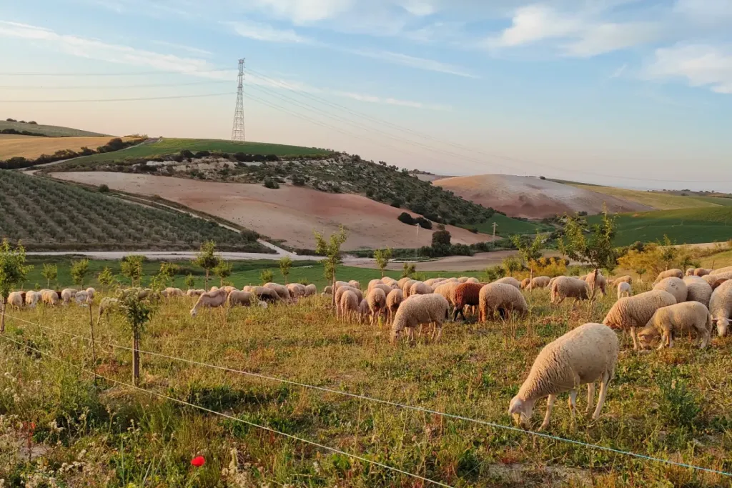 La cooperativa Naturales del Sierro de Morón de la Frontera competirá en los premios europeos ARIA 2026