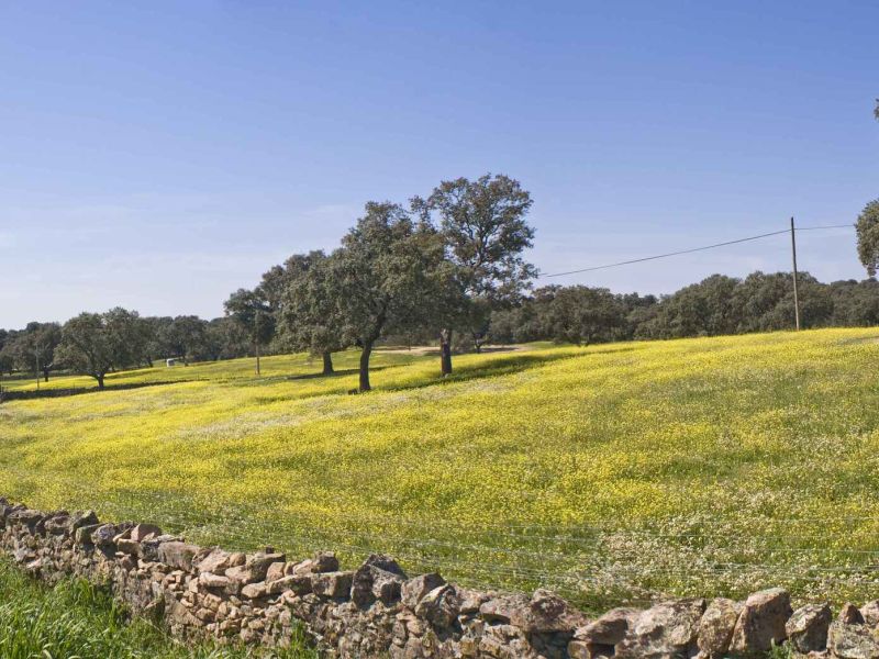 Comarcas de Córdoba, Badajoz y Ciudad Real elaboran un manifiesto contra la despoblación