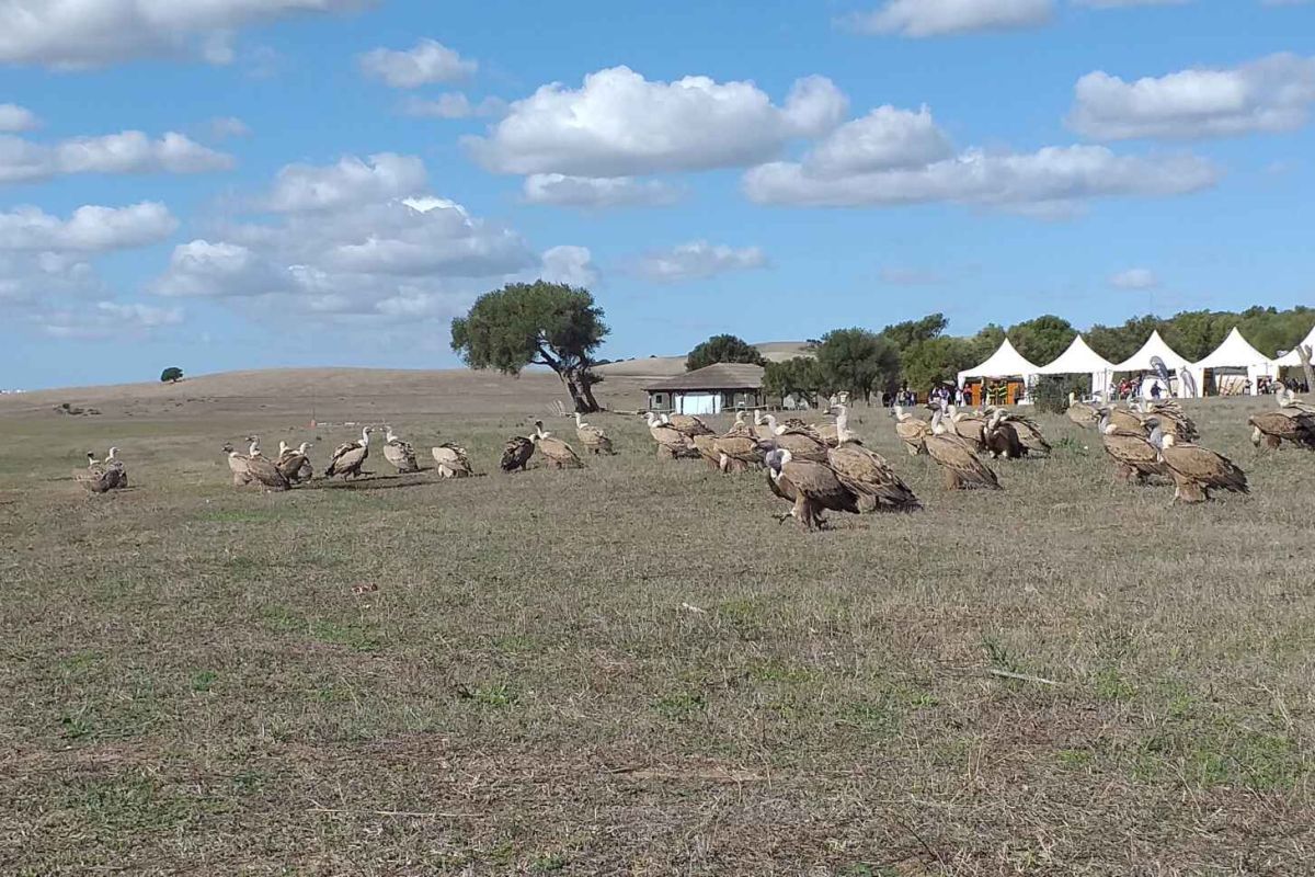 Más de 4.000 profesionales y aficionados a la fotografía de naturaleza se reúnen en Cádiz durante este fin de semana