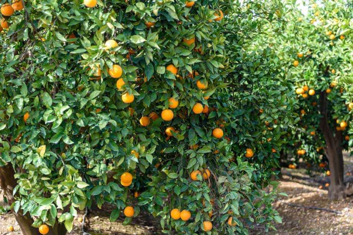 Economía circular para los cítricos de la Costa Occidental de Huelva