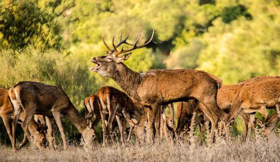 Con el otoño, llega la berrea del ciervo al parque natural de Los Alcornocales