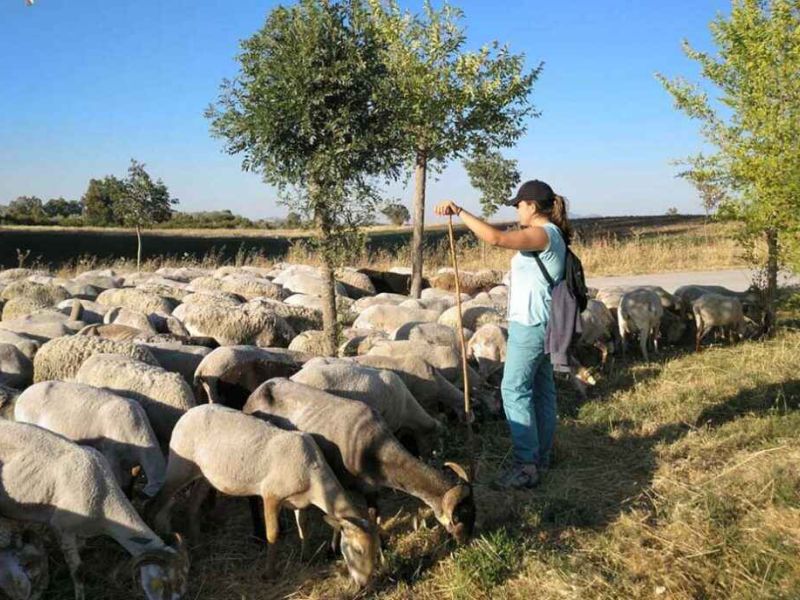 La Escuela de Pastores de Andalucía 2020 amplía el plazo de inscripción por el Covid-19