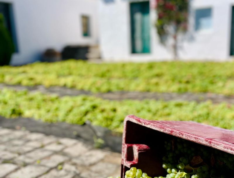 Netzero_Doñana: el sector vitivinícola, comprometido con la sostenibilidad ambiental y cuidado del territorio