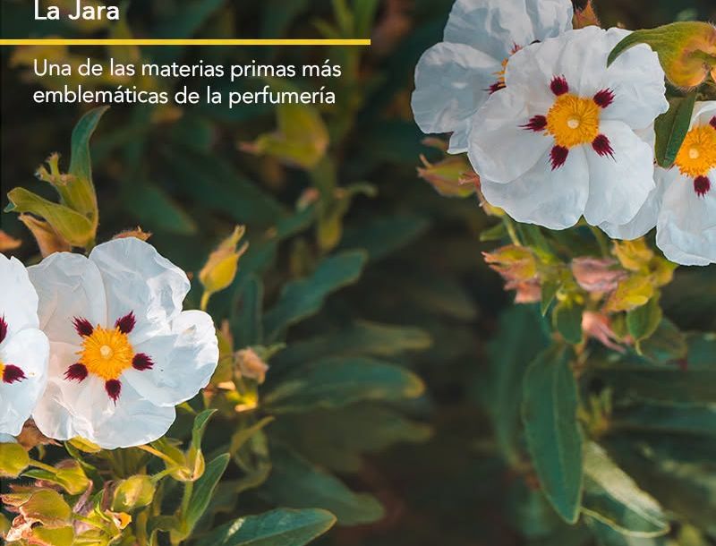 La Jara del Andévalo recibe el Premio Sostenibilidad y Patrimonio Olfativo de la Academia del Perfume 2026