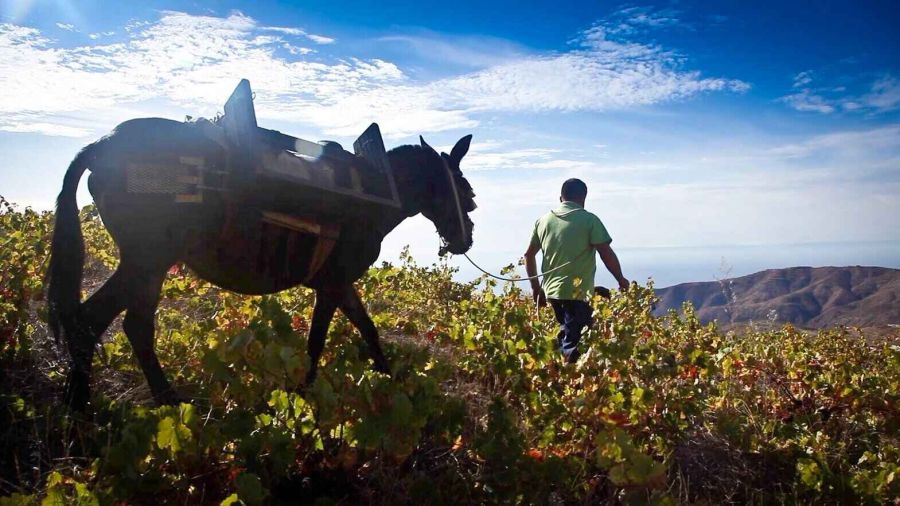 Seminario sobre Buenas prácticas en enoturismo como producto eco gastronómico