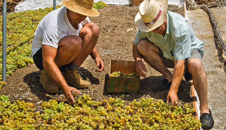Crece Andalucía, un programa gratuito de asesoramiento a las empresas agrícolas y rurales