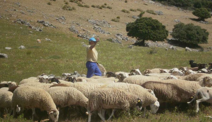 La Escuela de Pastores de Andalucía se desarrollará en el Valle del Alto Guadiato