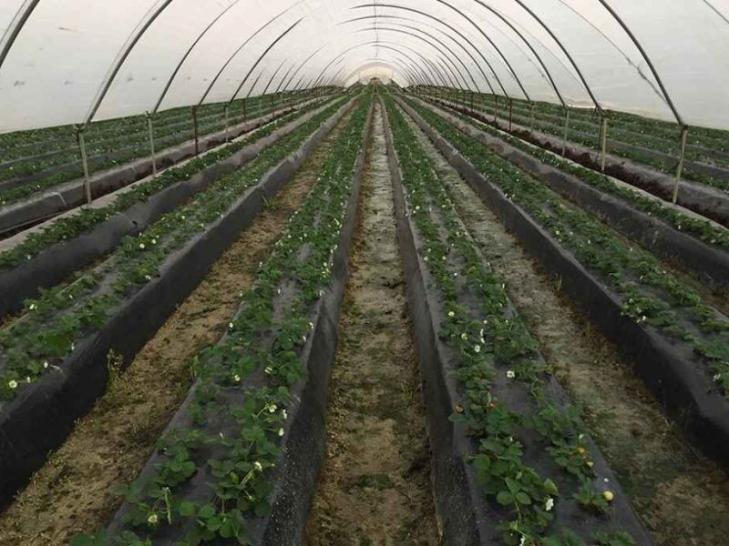 Un emprendedor crea SensaCultivo, una app que permite controlar la salud del cultivo desde el móvil