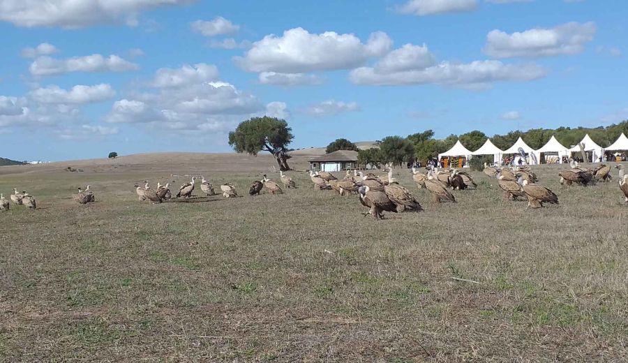 Más de 4.000 profesionales y aficionados a la fotografía de naturaleza se reúnen en Cádiz durante este fin de semana
