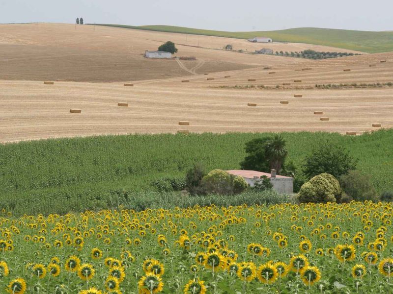 La Comisión recomienda a los Estados miembros reforzar instrumentos territoriales como el desarrollo local participativo en sus planes estratégicos para la PAC