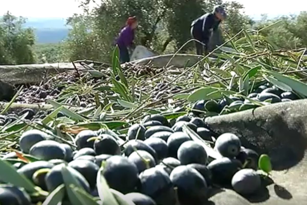 ADEMUR Jaén y FICA reclaman a los empresarios agrícolas que no dejen de lado a las mujeres rurales en la contratación de la campaña olivarera