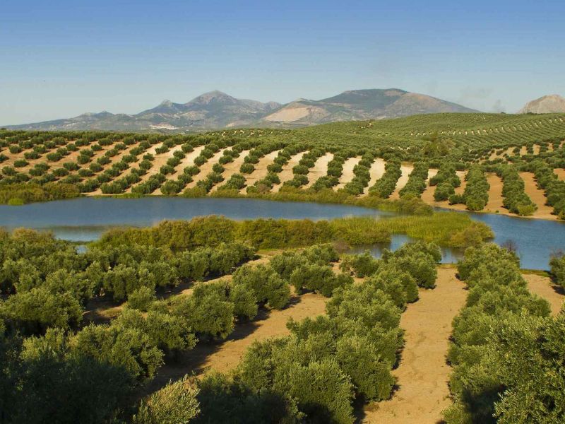 Junta y campo andaluz firman una declaración institucional sobre el futuro de la PAC