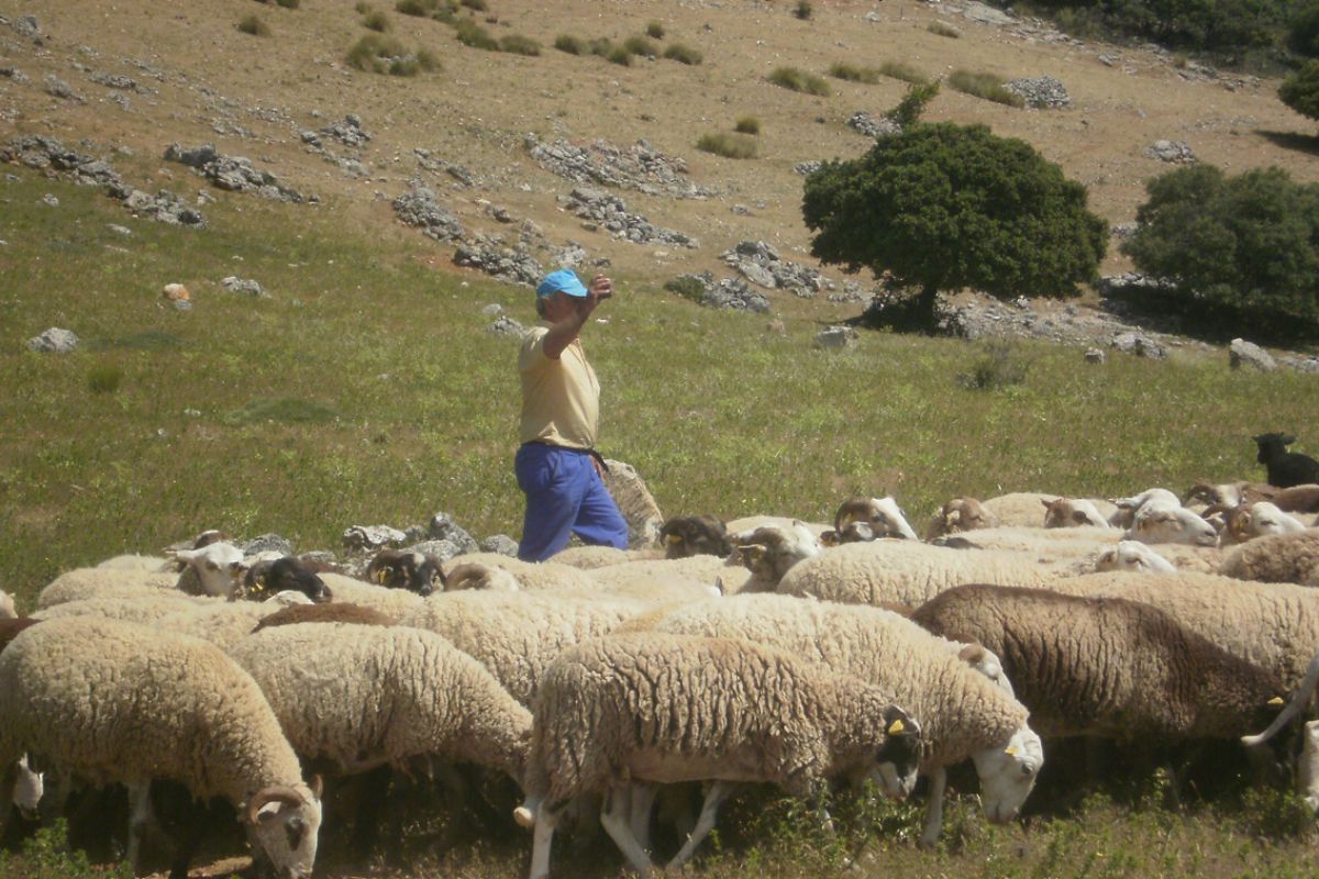 El nuevo pastoreo del siglo XXI se centra en collares en el ganado que se controlan desde el móvil