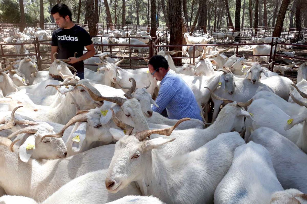 La Escuela de Pastores andaluza, reconocida a nivel nacional como actividad modelo de los Programas de Desarrollo Rural