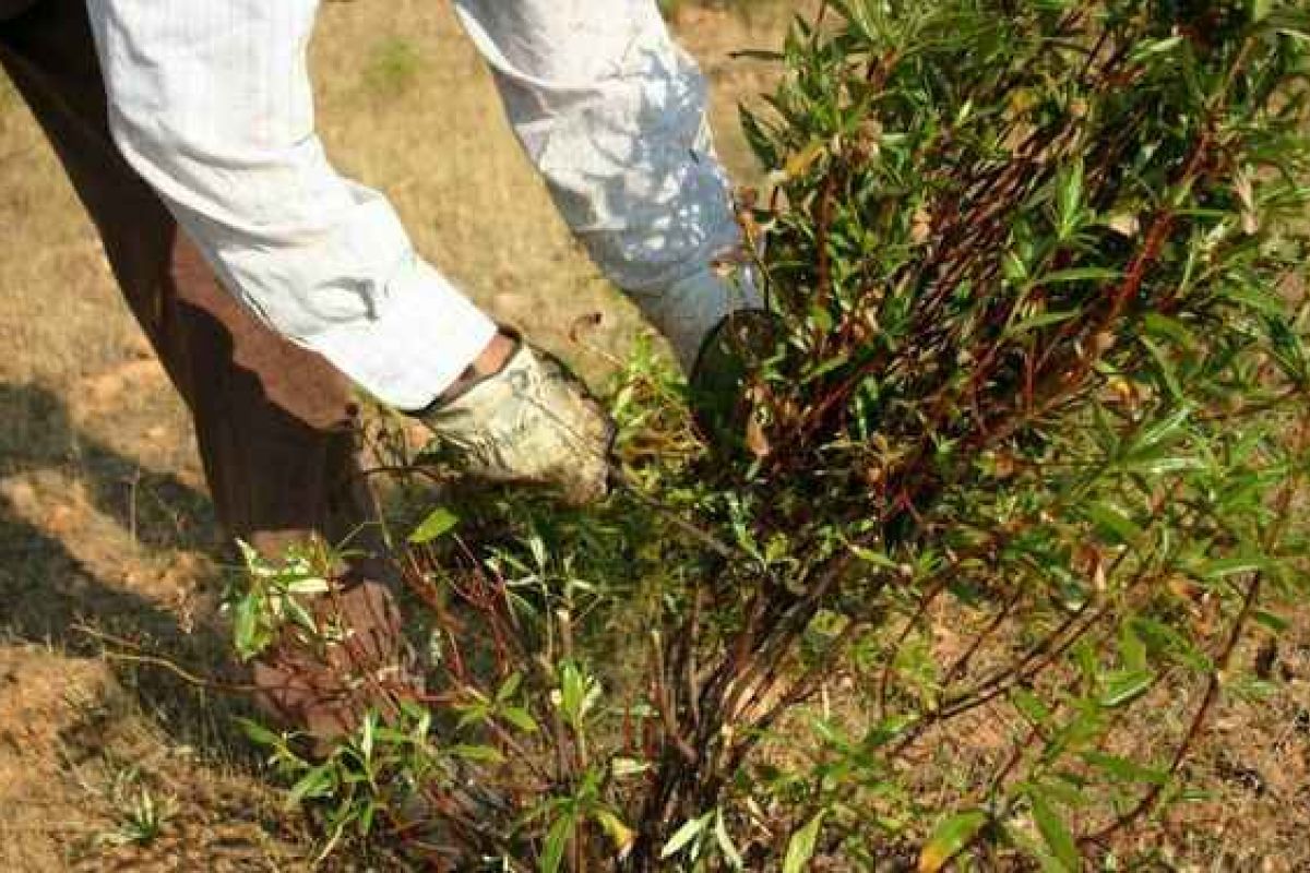 El Viso y el GDR Los Pedroches impulsan el proyecto Cirtus para explorar las posibilidades de la jara