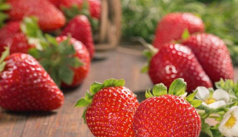 Netzero Doñana: producción ecológica y sostenible de frutos rojos en Almonte