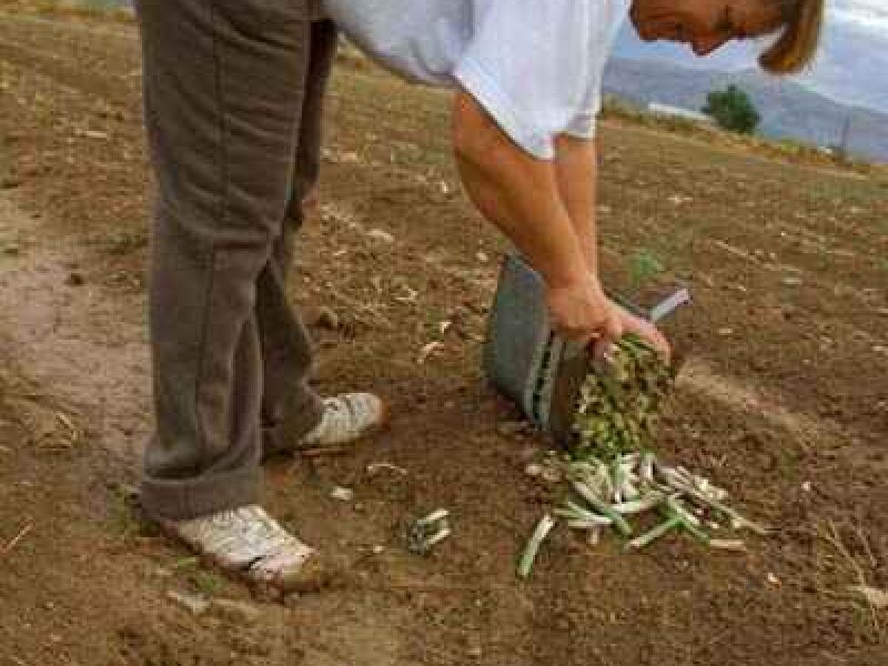 Las “millennials” quieren ser agricultoras. Se incrementa en más de 7.000 el número de mujeres al frente de una explotación agraria