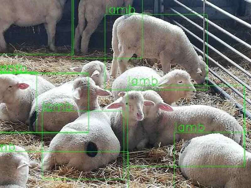 Sierra Morena Cordobesa participa en el Grupo Operativo Quality Lambs
