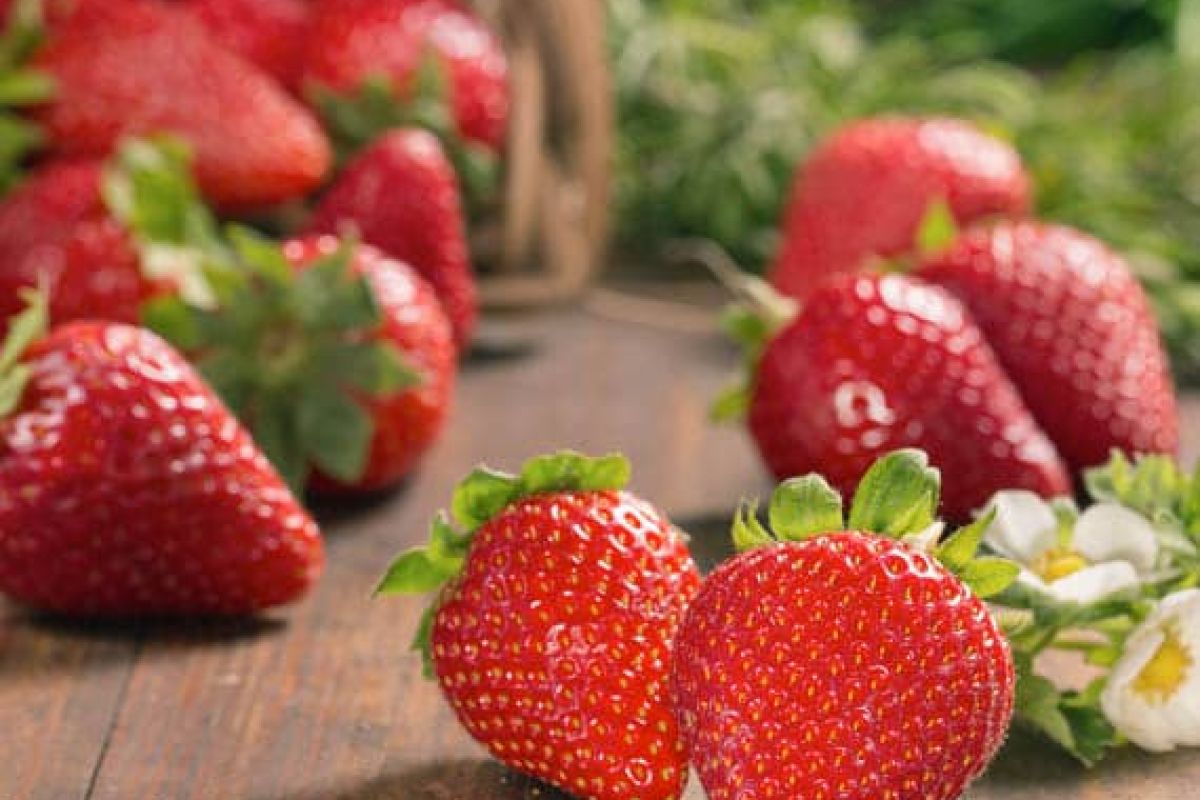 Netzero Doñana: producción ecológica y sostenible de frutos rojos en Almonte