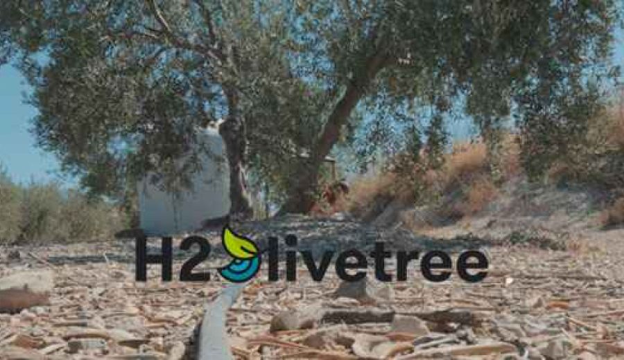 Demostrado el beneficio de regar el olivo con agua del aderezo de aceituna