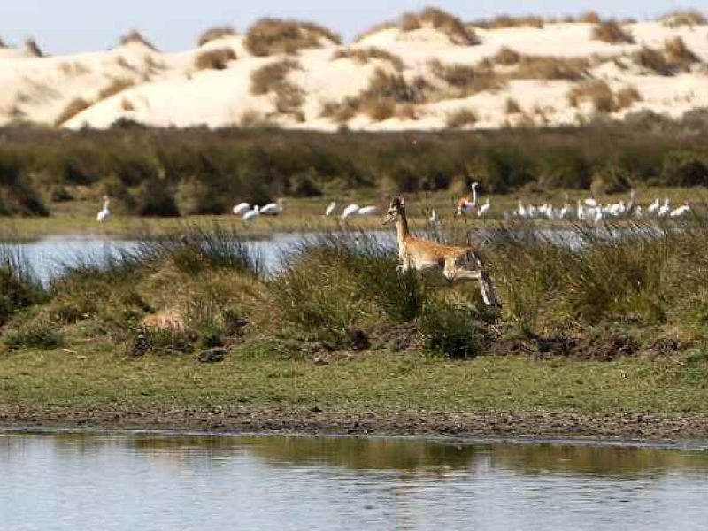 Apuesta por compatibilizar naturaleza y turismo en Doñana de la mano de los Grupos de Desarrollo Rural