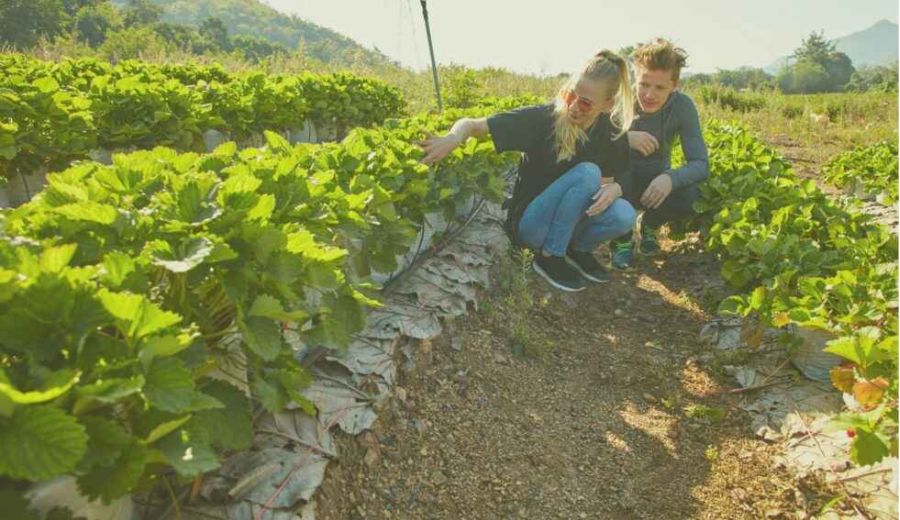 El GDR Campiña Alcores cierra la convocatoria de ayudas LEADER 2020 con 36 proyectos de desarrollo rural presentados