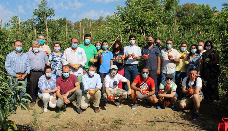 Comienza la temporada del tomate Huevo Toro 2020 en el Valle del Guadalhorce