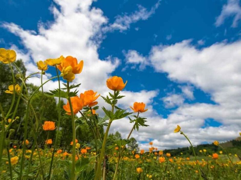 La naturaleza es garantía de salud física y mental