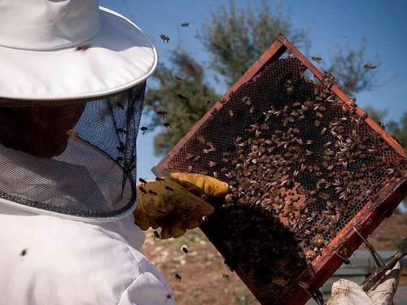 Convocadas las ayudas 2019 destinadas a la mejora de la producción y comercialización de los productos apícolas