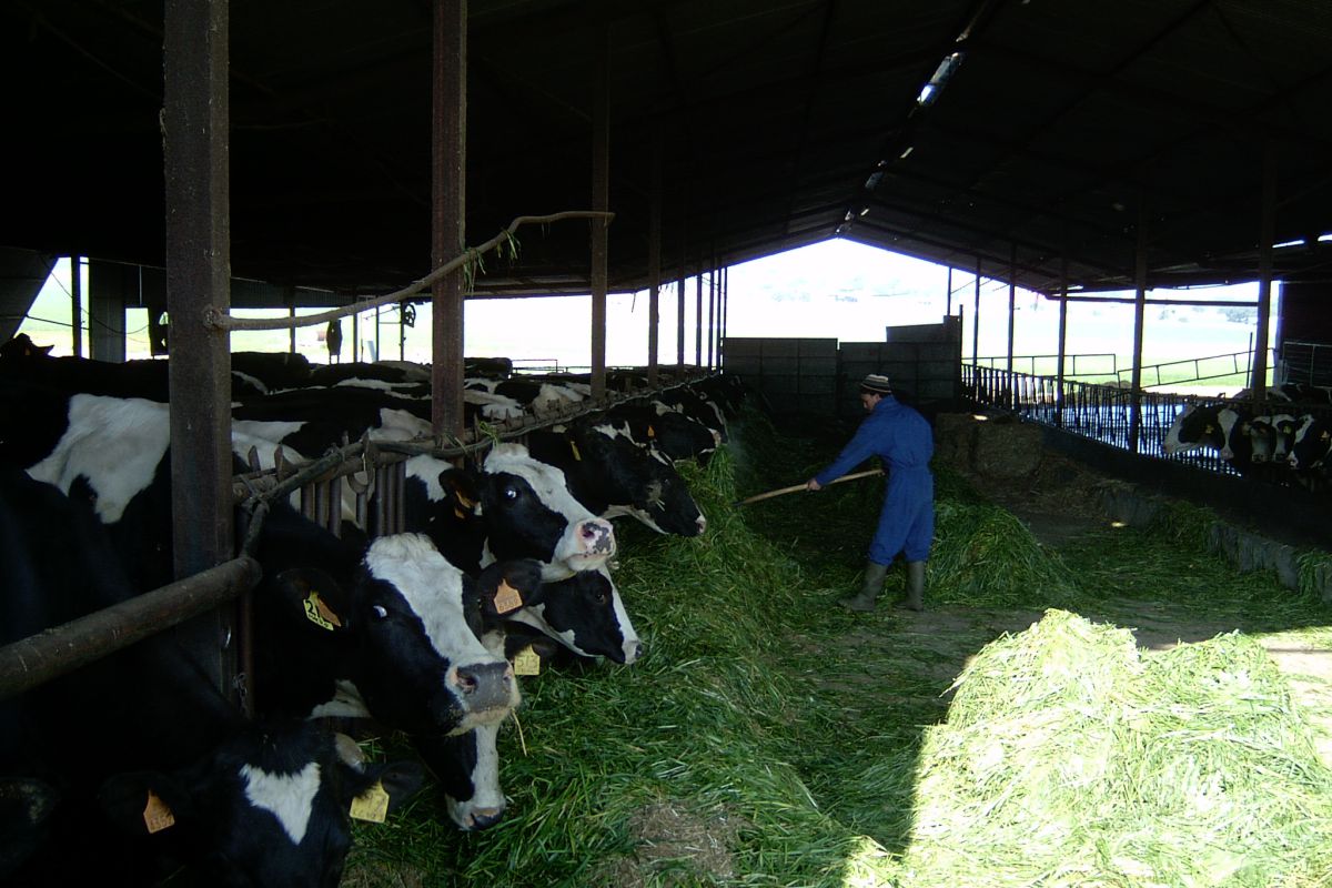 Un informe del GDR Los Pedroches plantea la necesidad de gestionar los residuos de la ganadería intensiva de la comarca