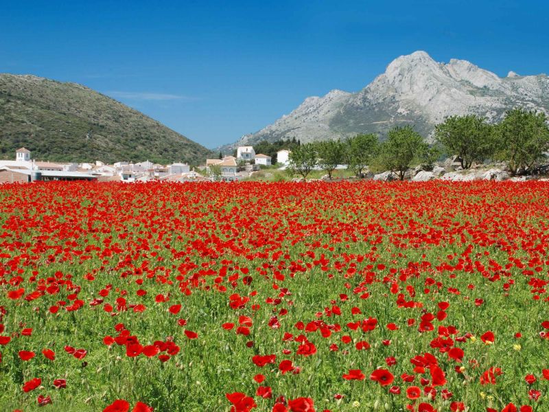 El GDR de la Axarquía aprueba 22 proyectos que generarán 1 millón de euros en la comarca