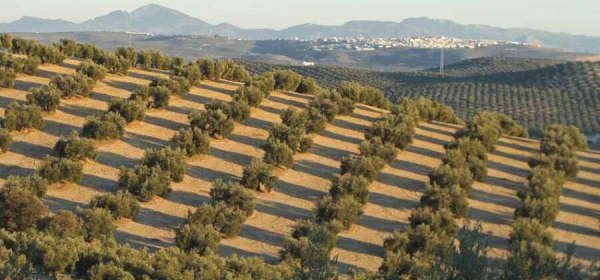 img gdr guadajoz campi%C3%B1a este a173ba39